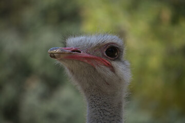 portrait of ostrich in the field