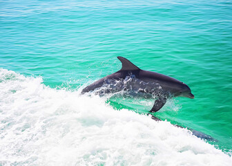 dolphins in gulf beach water