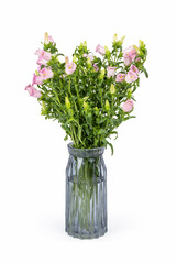 Obraz premium pink campanula champion in glass vase