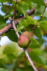 Fruto de Prunus armeniaca pertenece a la familia Rosaceae