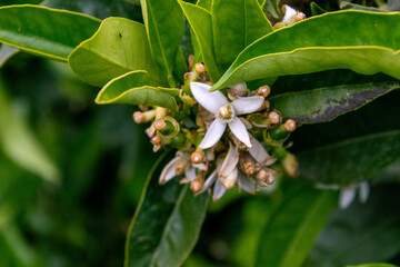 Flor de Citrus sp pertenece a la familia Rutaceae