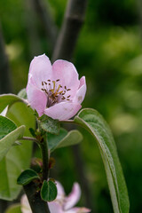 Flor de Cydonia oblonga pertenece a la familia Rosaceae