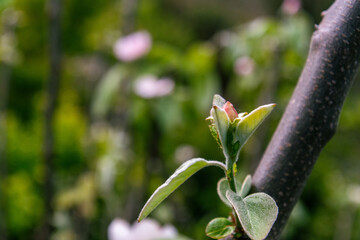 Flor de Cydonia oblonga pertenece a la familia Rosaceae