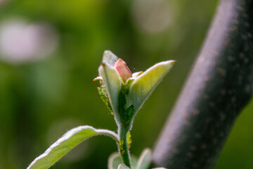 Flor de Cydonia oblonga pertenece a la familia Rosaceae