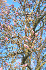 Magnolia buds on tree branches against the sky