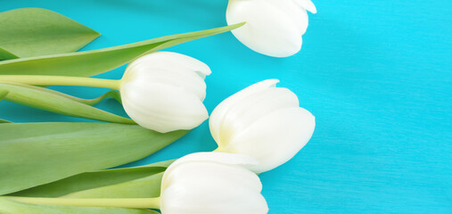 White tulips lying on blue blurred background