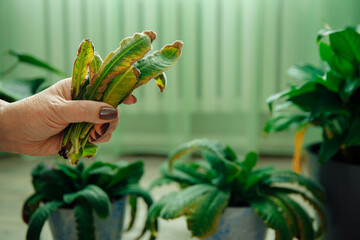 The hand holds the yellow deformed leaves of the indoor flower after pruning. Streptocarpus pots are out of focus in the background.