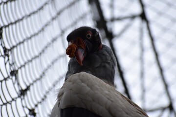 close up vulture