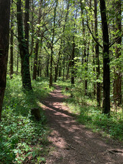 Path through the forest, foot path in the woodland