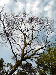tree and sky