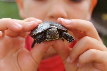 The boy shows the turtle he found in the pond.
