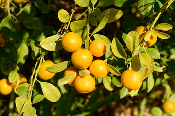 Kumquat  fruit trees full of orange fruit.