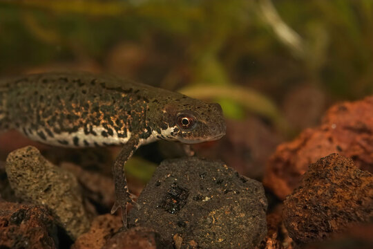 Closeup of an aquatic female Italian newt under a rocky water
