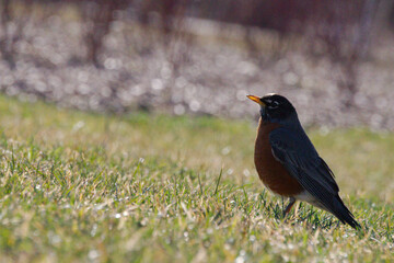 American robin on the grass