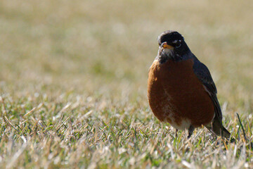 American robin on the grass