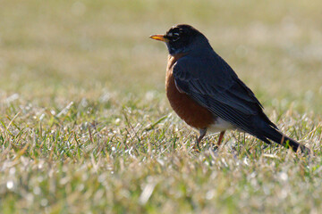 American robin on the grass