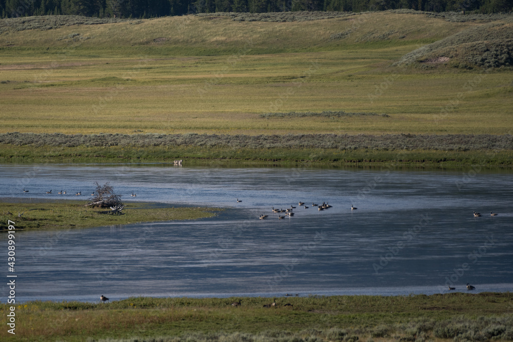 Sticker birds flock on yellowstone river as wolf crosses in background