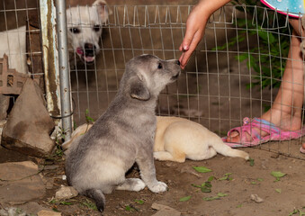A girl plays with puppies. The relation of man and animals.
