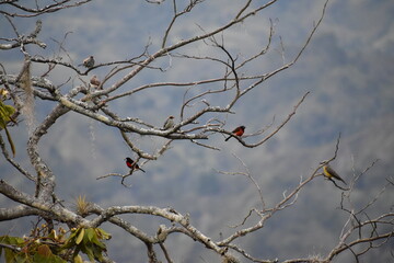 bird on a branch