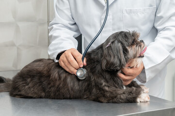 Checking the breath. Male veterinarian in work uniform listening to the breath of dog with a...