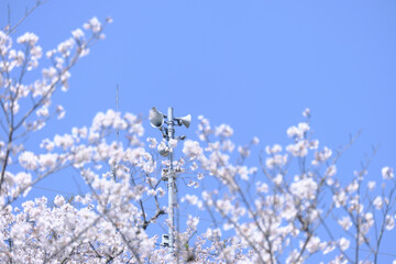 美しい桜の先にある防災スピーカー
