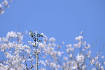 桜の奥に見える防災無線