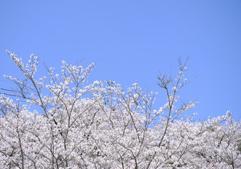 青空で満開に花開くソメイヨシノの綺麗な花