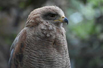 close up of a eagle