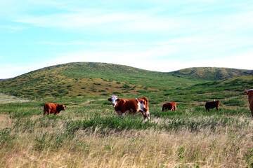 Fototapeta na wymiar The cattle are eating grass on the grassland