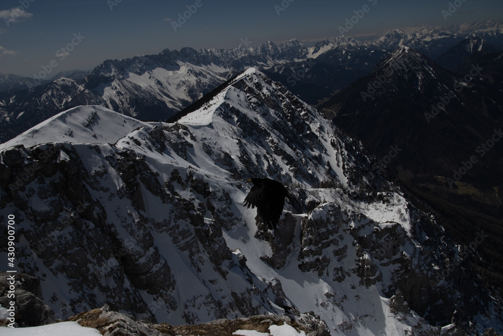 Wall mural Alpine chough flying over snow-covered mountains