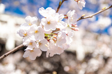 目黒川の桜