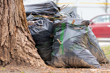 Segregacja śmieci. Ekologia. Odpady zielone. Czarne worki wypełnione organicznymi odpadami zielonymi. Recykling i zielona energia. - obrazy, fototapety, plakaty