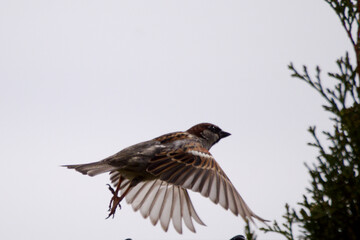 flying sparrow on a fence