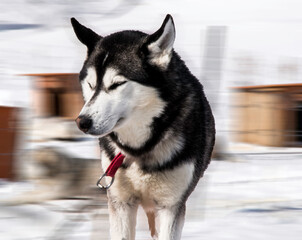 siberian husky on the snow