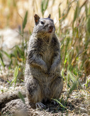 California Ground Squirrel standing on its hind legs to improve observation. Santa Clara County, California, USA.