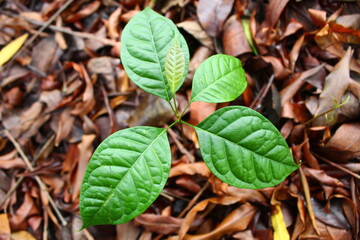 close up of green leaves