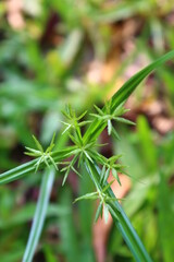 close up of plant