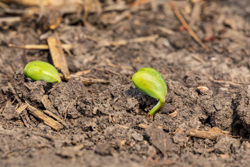 Soybean plant emerging through corn residue in farm field. Concept of soybean planting season, minimum tillage and plant growth