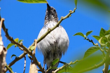 bird on a branch