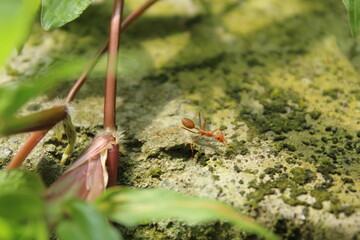 Ant on the ground