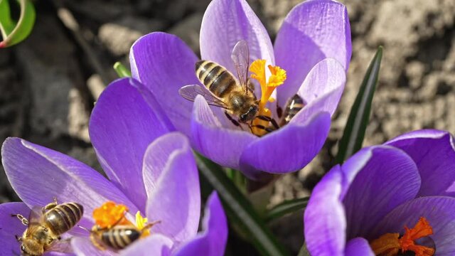 Macro view of bees on violet crocus flower collecting nectar. Amazing footage of how an insects gathering pollen. Pollination, nature, spring concept.