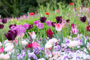紫のチューリップが咲くお花畑