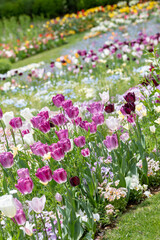 紫のチューリップが咲くお花畑