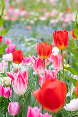 真っ赤なチューリップの咲く公園