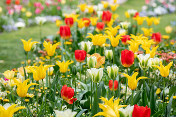 真っ赤なチューリップの咲く公園