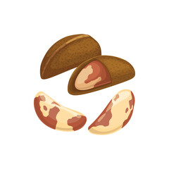 Brazil nut isolated edible seed flat cartoon. Vector Brazil nut peeled and unpeeled, Bertholletia excelsa fruit in nutshell. Vegetarian organic food, nutrition snack dessert, organic healthy food