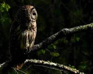 A Barred Owl at Sunset in the Forest of the Little River National Wildlife Refuge in Oklahoma