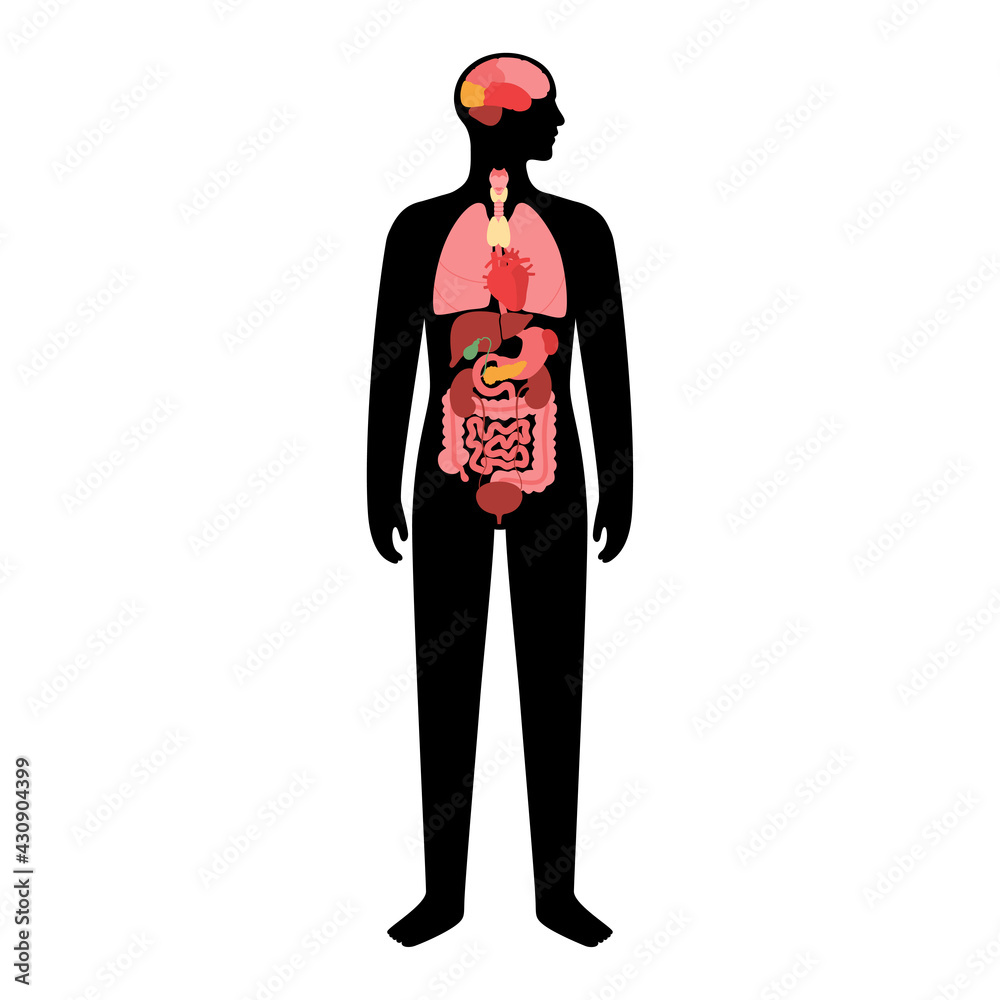 Sticker Human internal organs