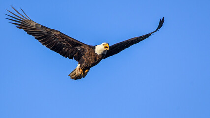 A Bald Eagle in Flight at Drummond Flats Wildlife Management Area in Oklahoma in Spring