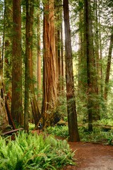 Gigantic redwood trees, California, USA